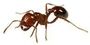 fireant